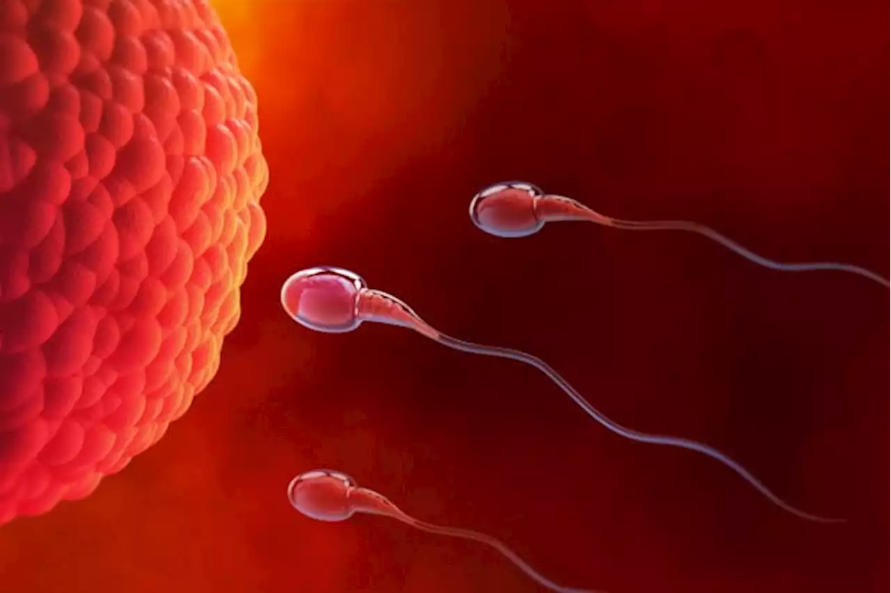 New compound immobilizes sperm for hours, research shows