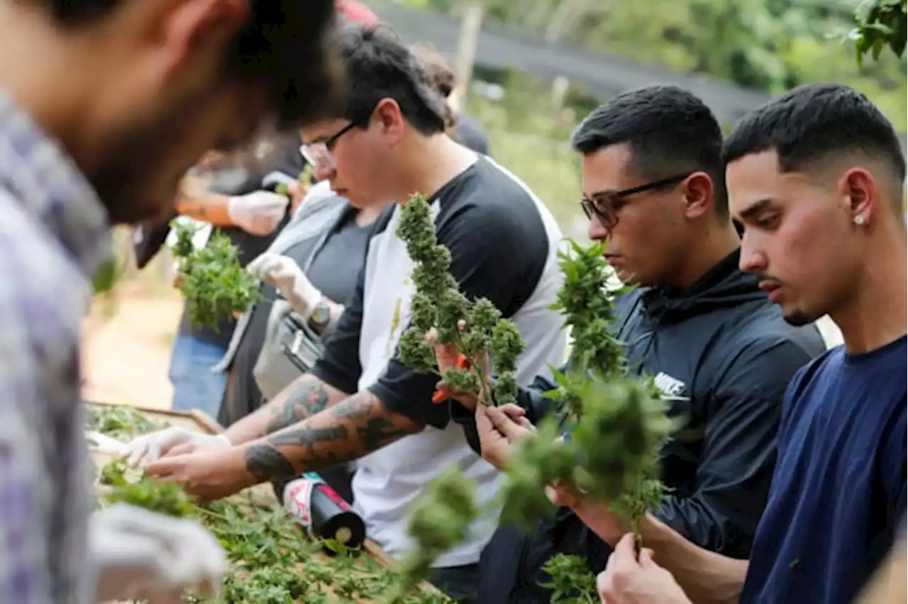 Paraguay marijuana festival sets high hopes for legalization