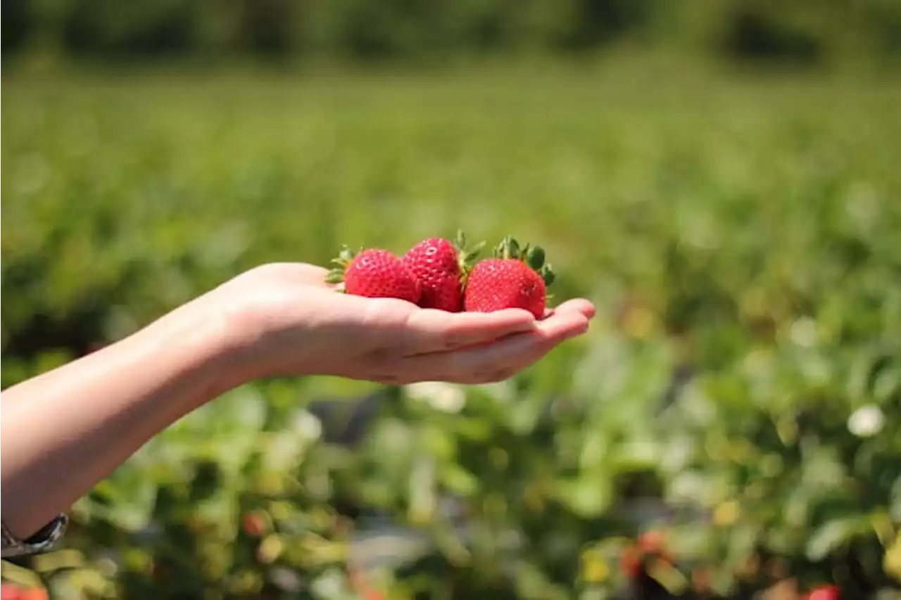 Strawberry picking season is about to start in Texas 🍓