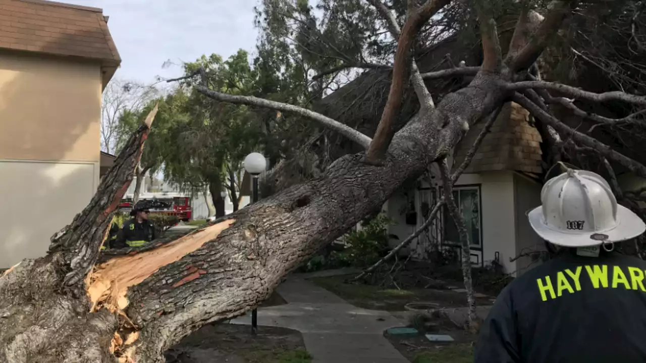 Fierce winds wreak havoc across Bay Area