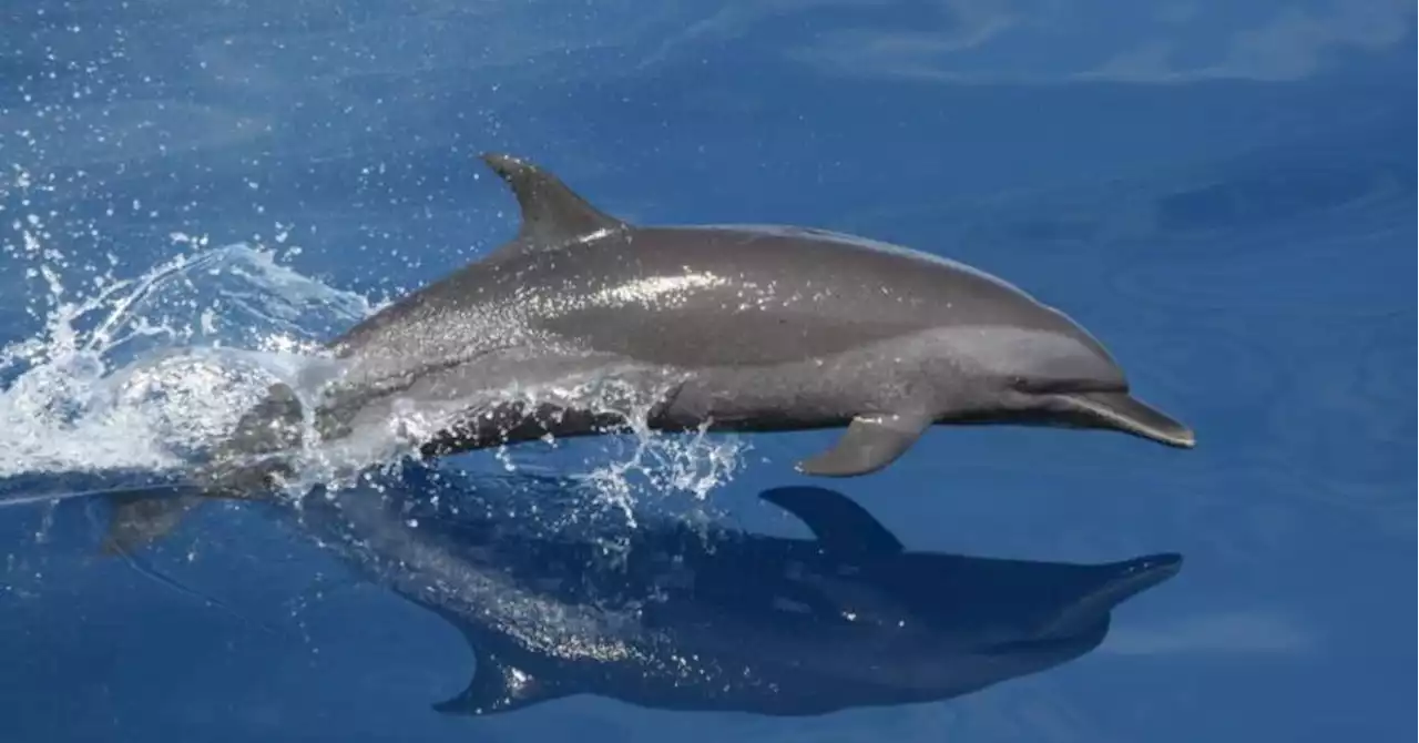 Surmortalité des dauphins : nouveaux recours pour obtenir la suspension de la pêche