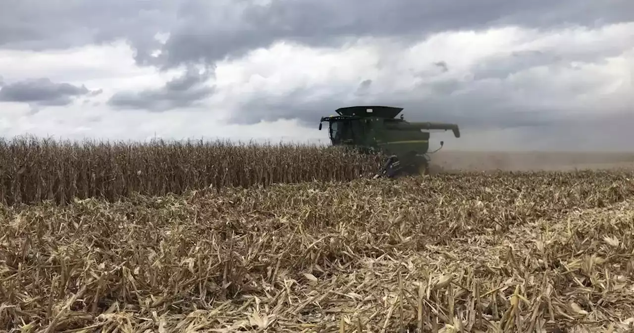 Sequía en Santa Fe: fuerte caída en los rindes de girasol y maíz temprano | Agricultura | La Voz del Interior