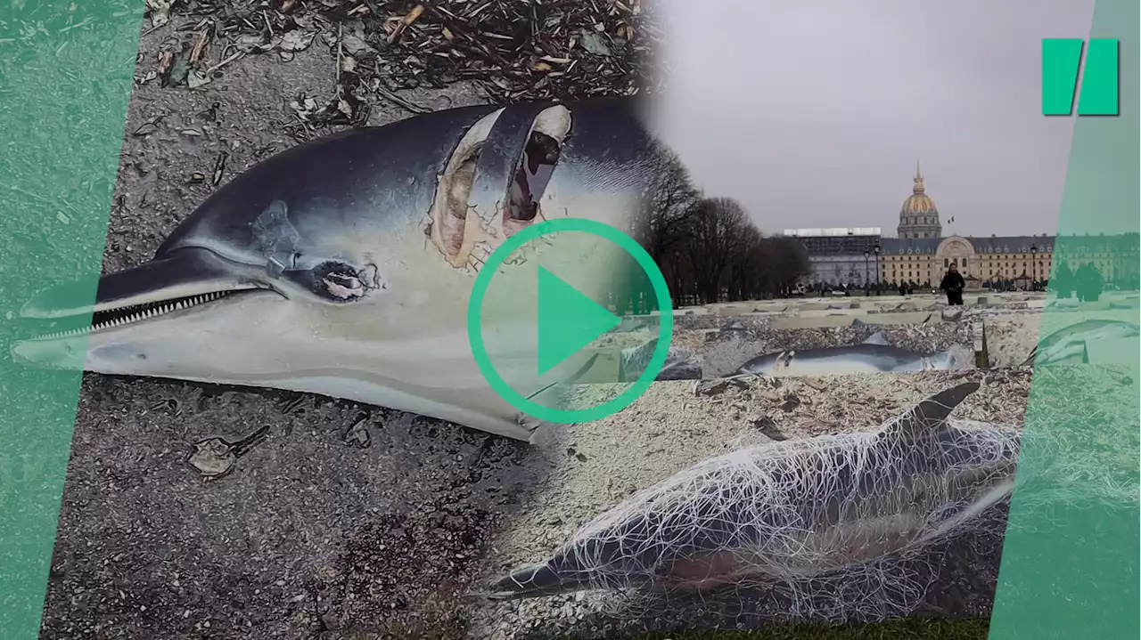 La LPO expose des dauphins tués aux Invalides pour alerter sur les ravages de la pêche