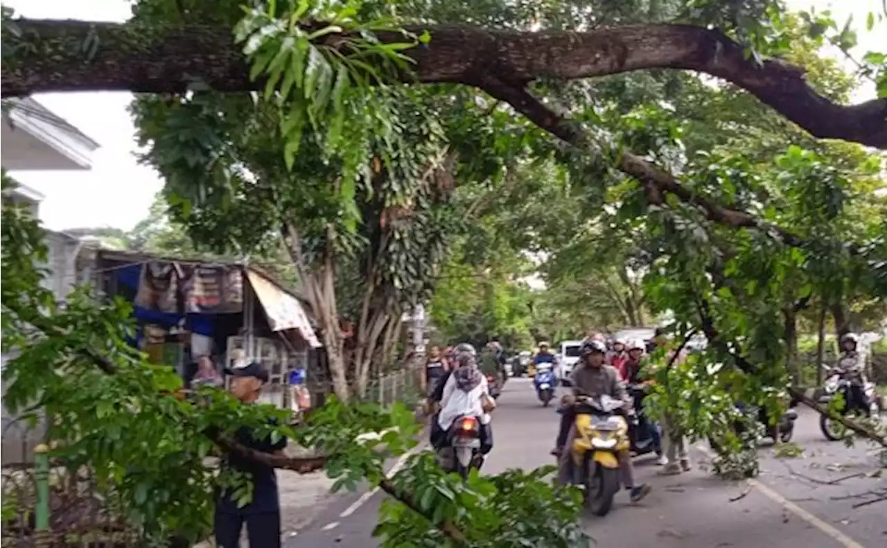 Kota Sukabumi Rawan Kasus Pohon Tumbang