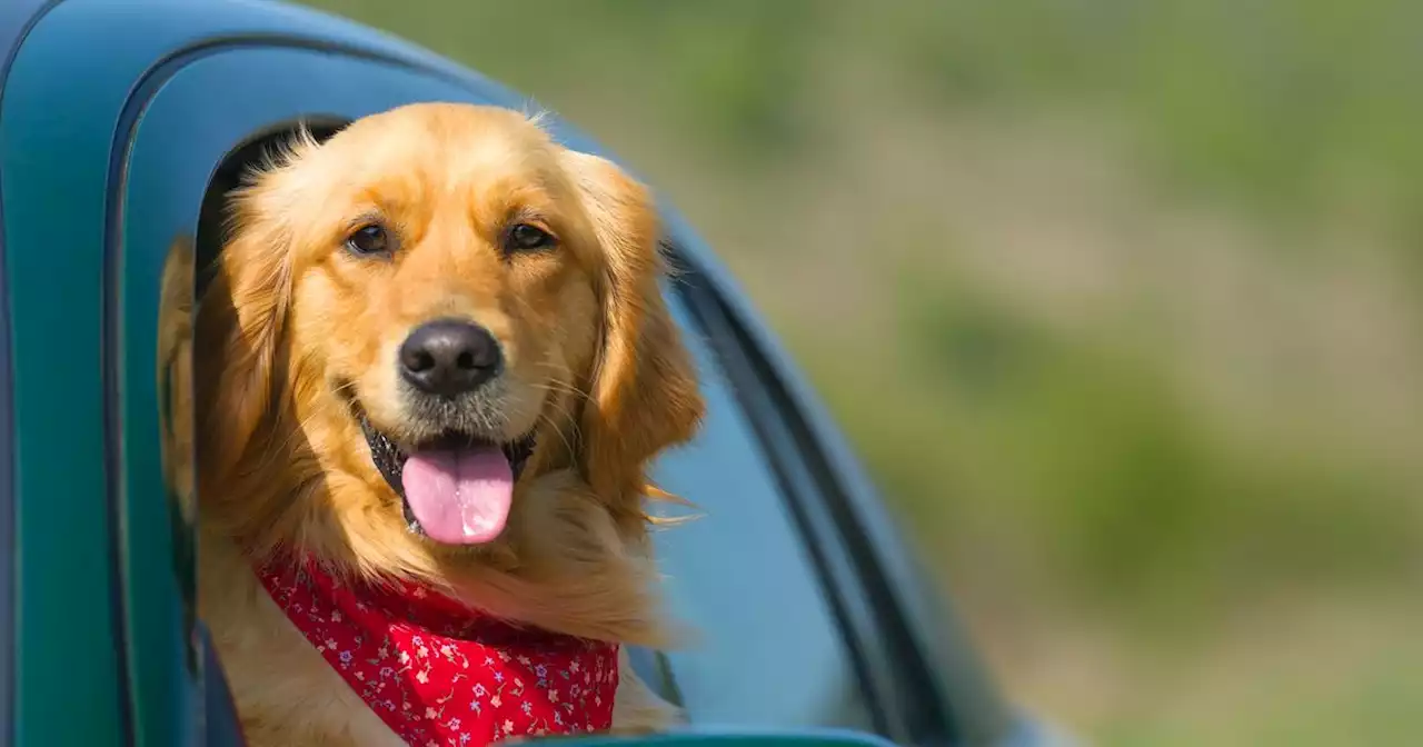 Pet insurer has people 'crying' after revealing list of best pet names