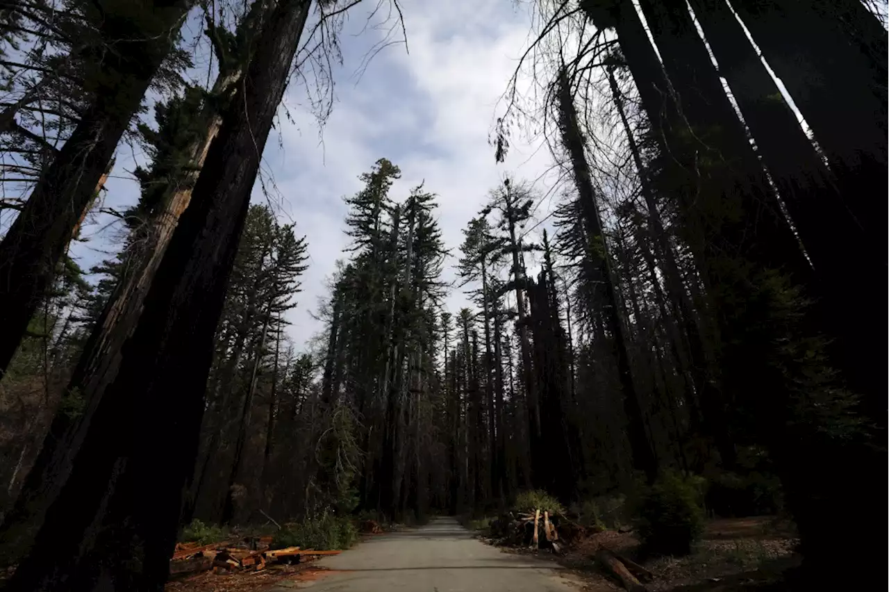 1-year-old Boulder Creek child critically injured when tree crashed into home during windstorm