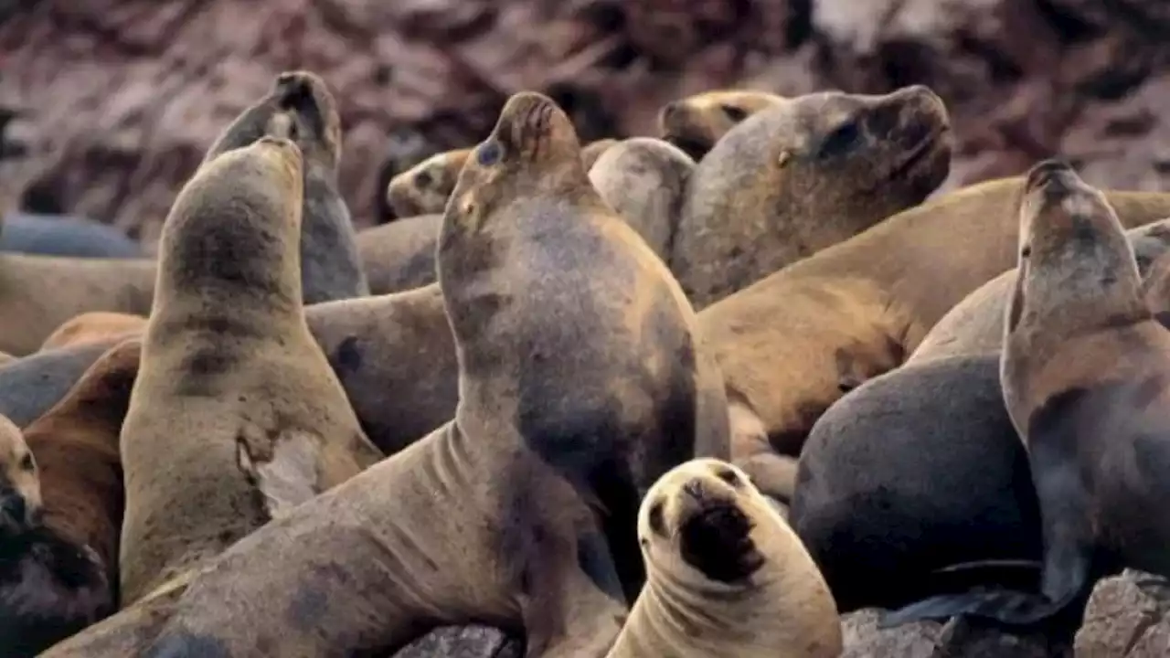 Perú: más de 700 lobos marinos muertos por la gripe aviar