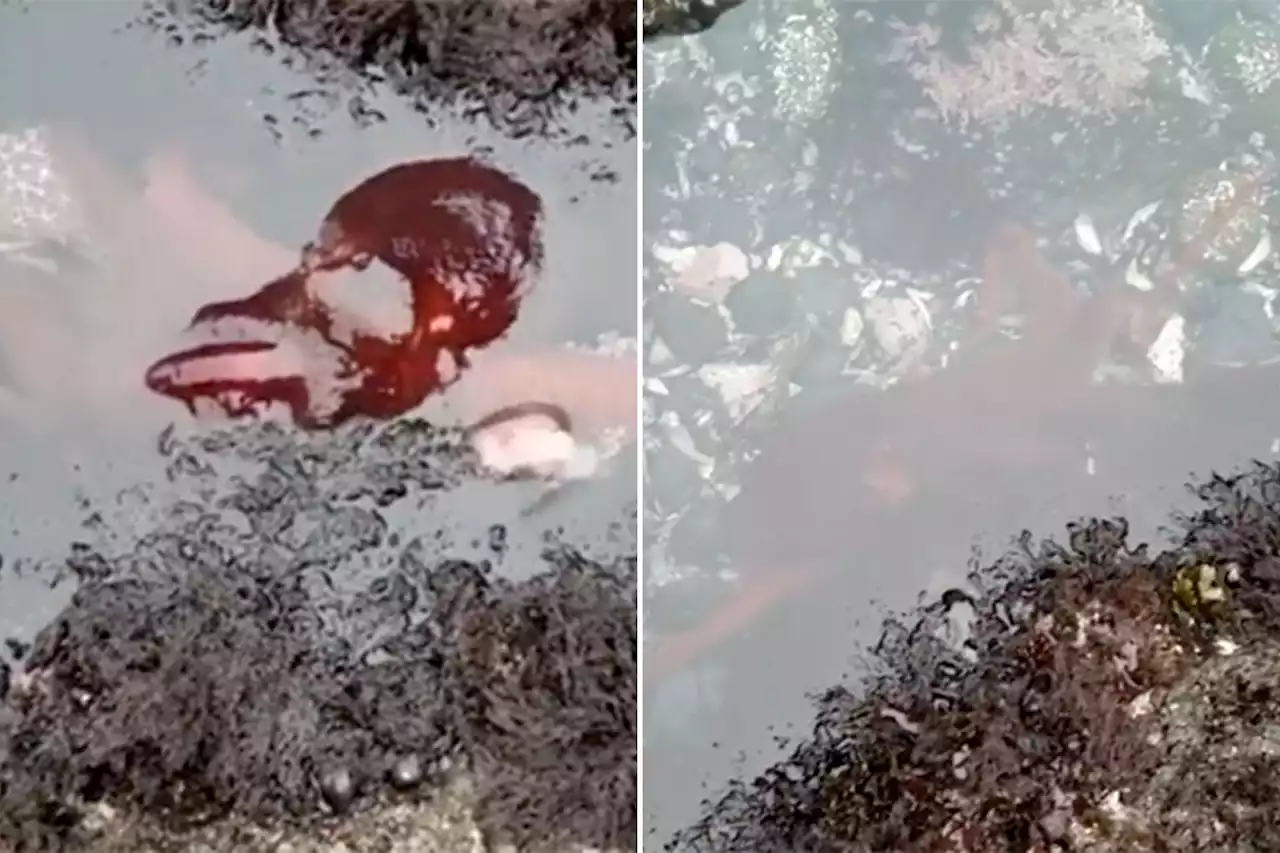 Rare giant Pacific octopus spotted swimming in Oregon tide pool