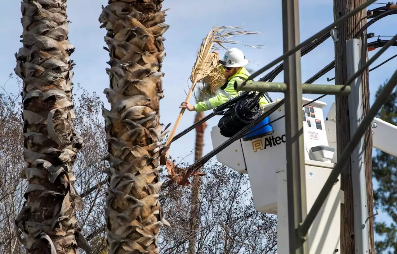 High winds topple tree on Bay Bridge as PG&E prepares for next Bay Area storm