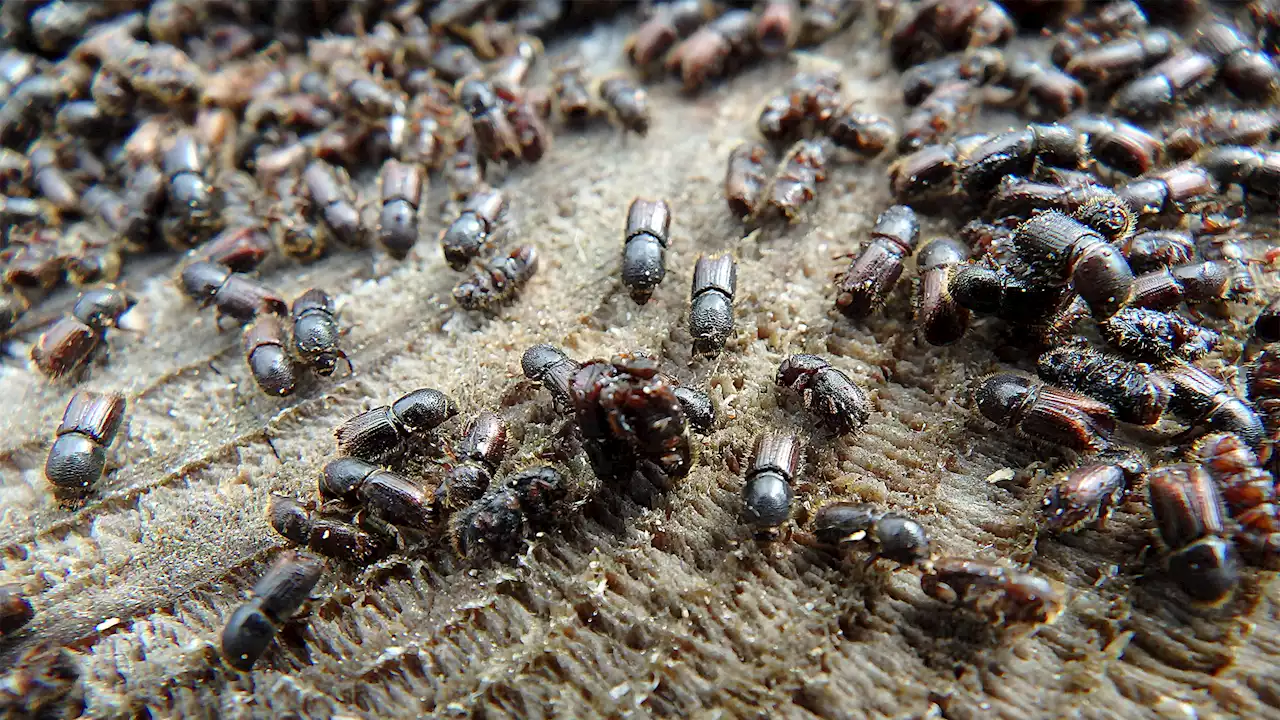 These beetles sniff out fungus-infected trees to find their next target