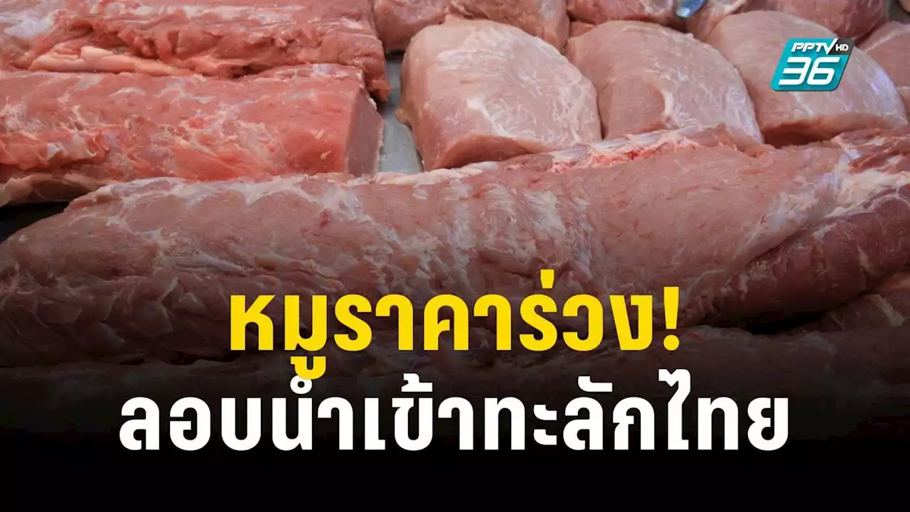 หมูลอบนำเข้าทะลัก กดราคาหน้าเขียงร่วง 160 บาท/กก. วอนรัฐเร่งแก้ไข