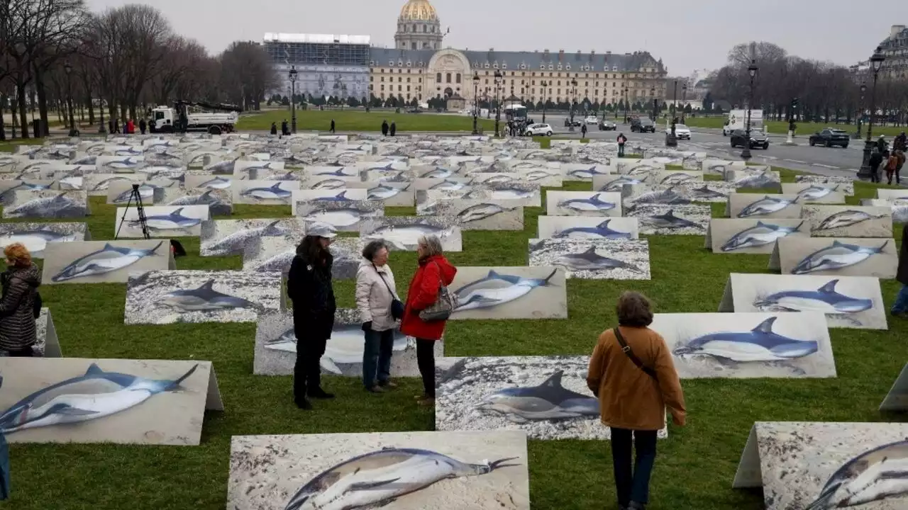 À Paris, opération sensibilisation sur la surmortalité des dauphins causée par la pêche