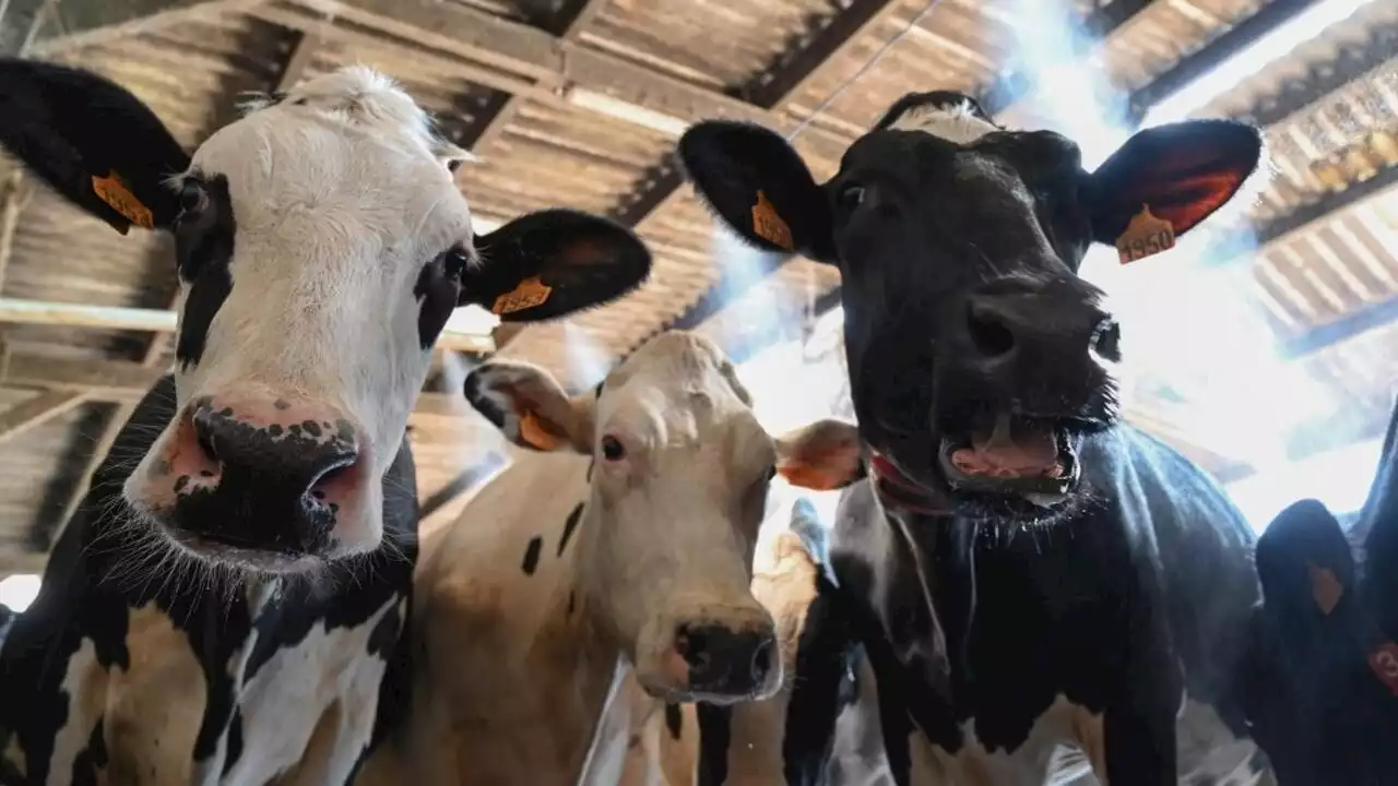 France: des fermes connectées et une machine laitière autonome au Salon de l’agriculture