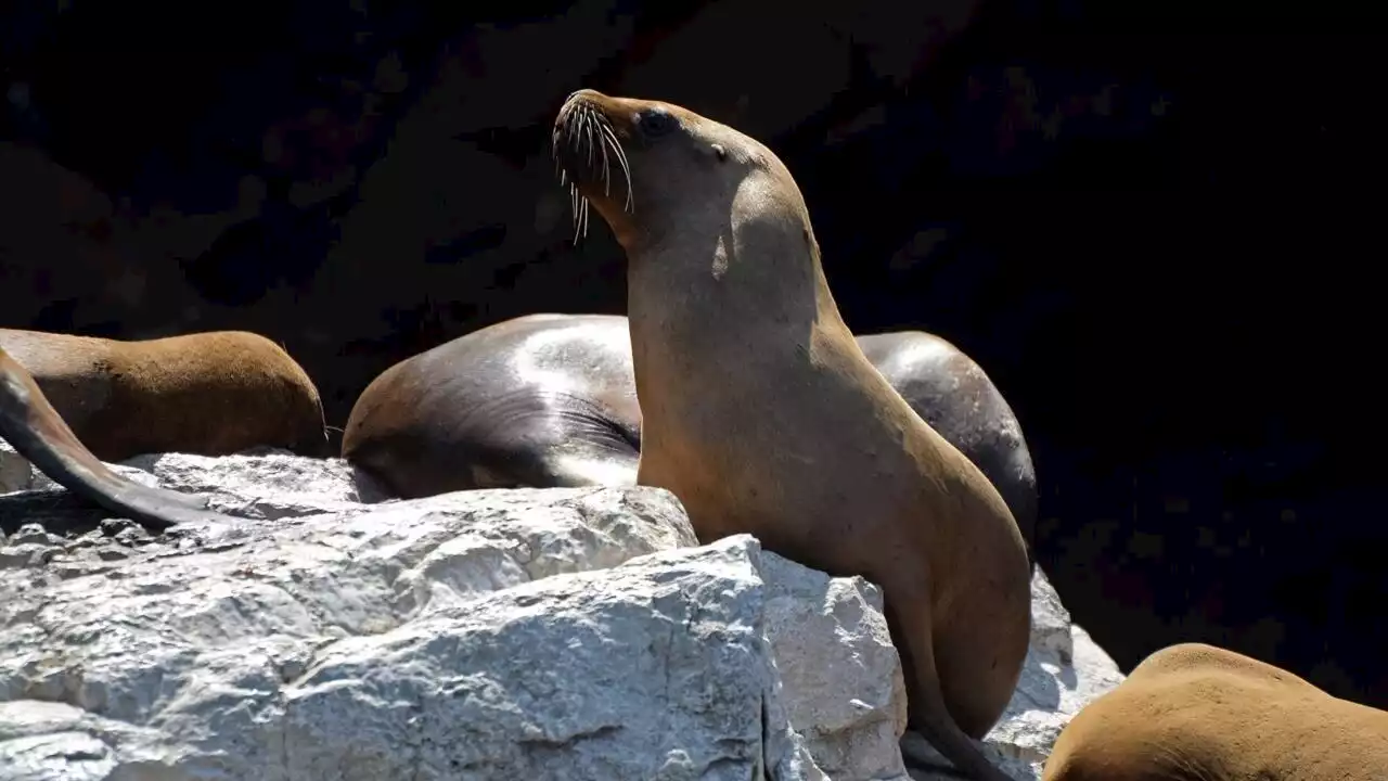 La grippe aviaire touche le Pérou et cause une hécatombe chez les otaries et les oiseaux