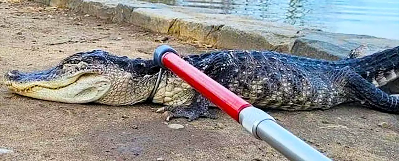 A 4-Foot-Long Alligator Was Found in a New York Park Suffering 'Cold Shock'