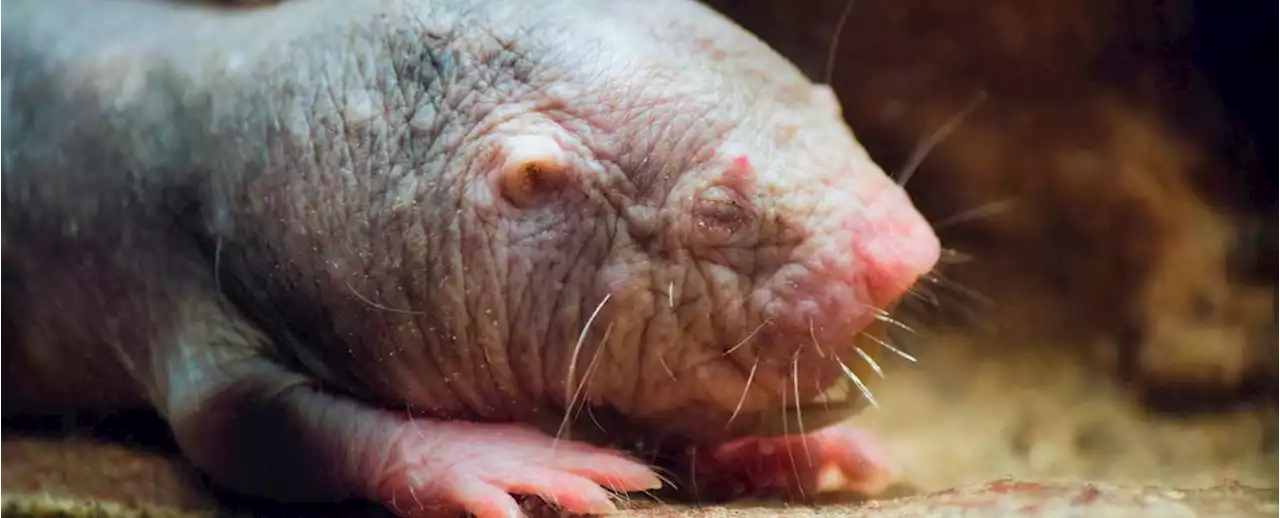 The Secret to The Naked Mole-Rat's Unique Fertility Has Finally Been Revealed