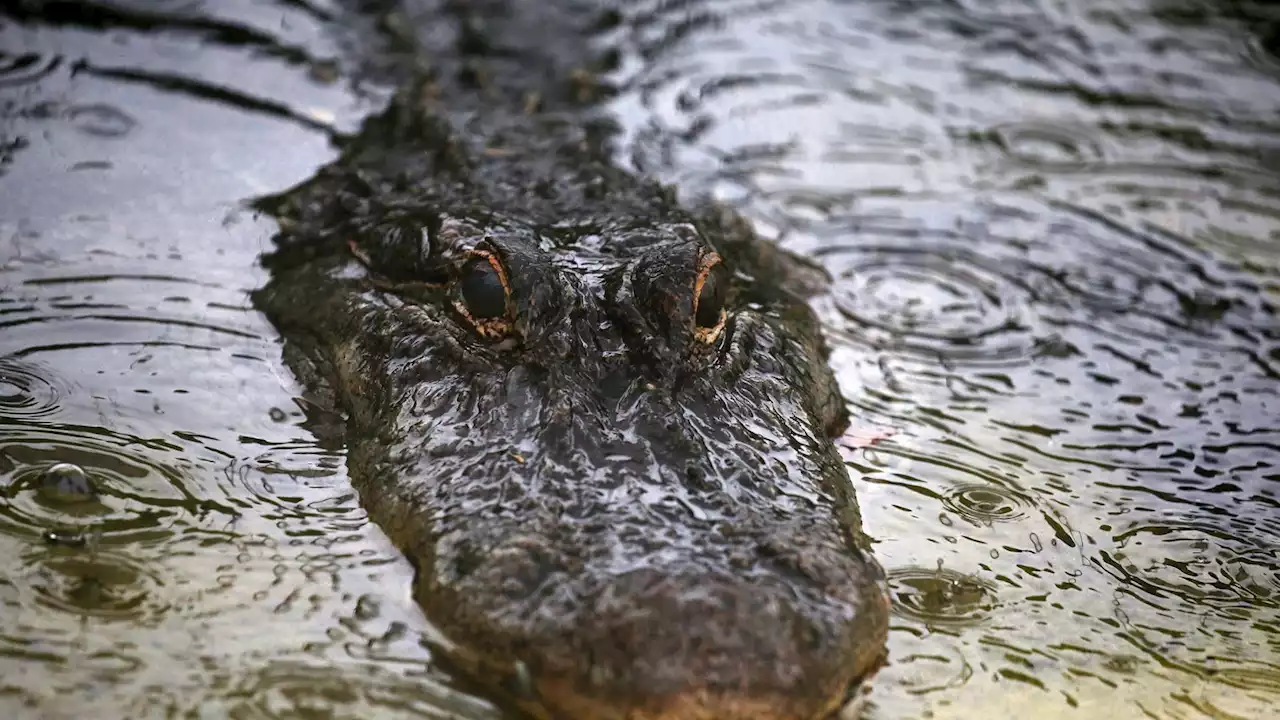 Florida alligator attack: Woman, 85, killed while walking dog near canal