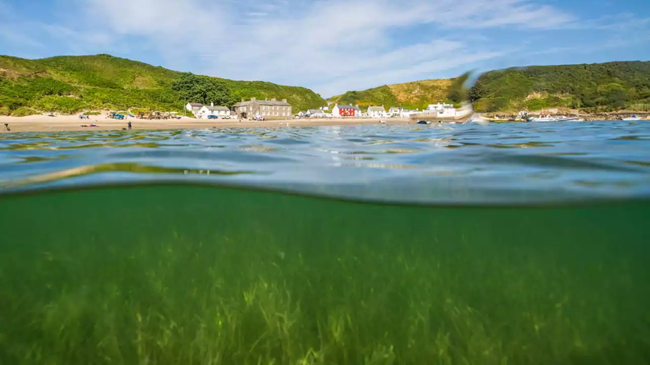 Planting begins on UK's biggest seagrass restoration project off North Wales coast