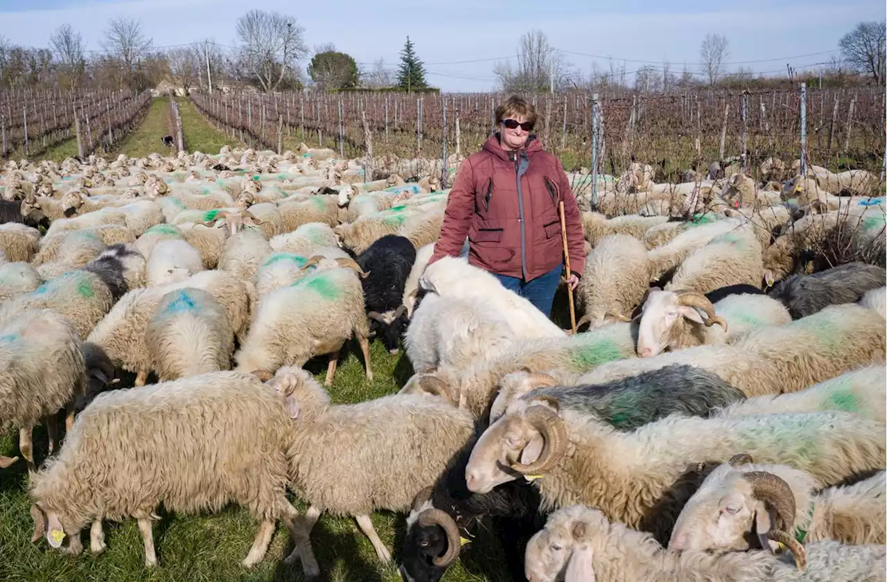 Bordelais : ces brebis qui pâturent dans les vignes