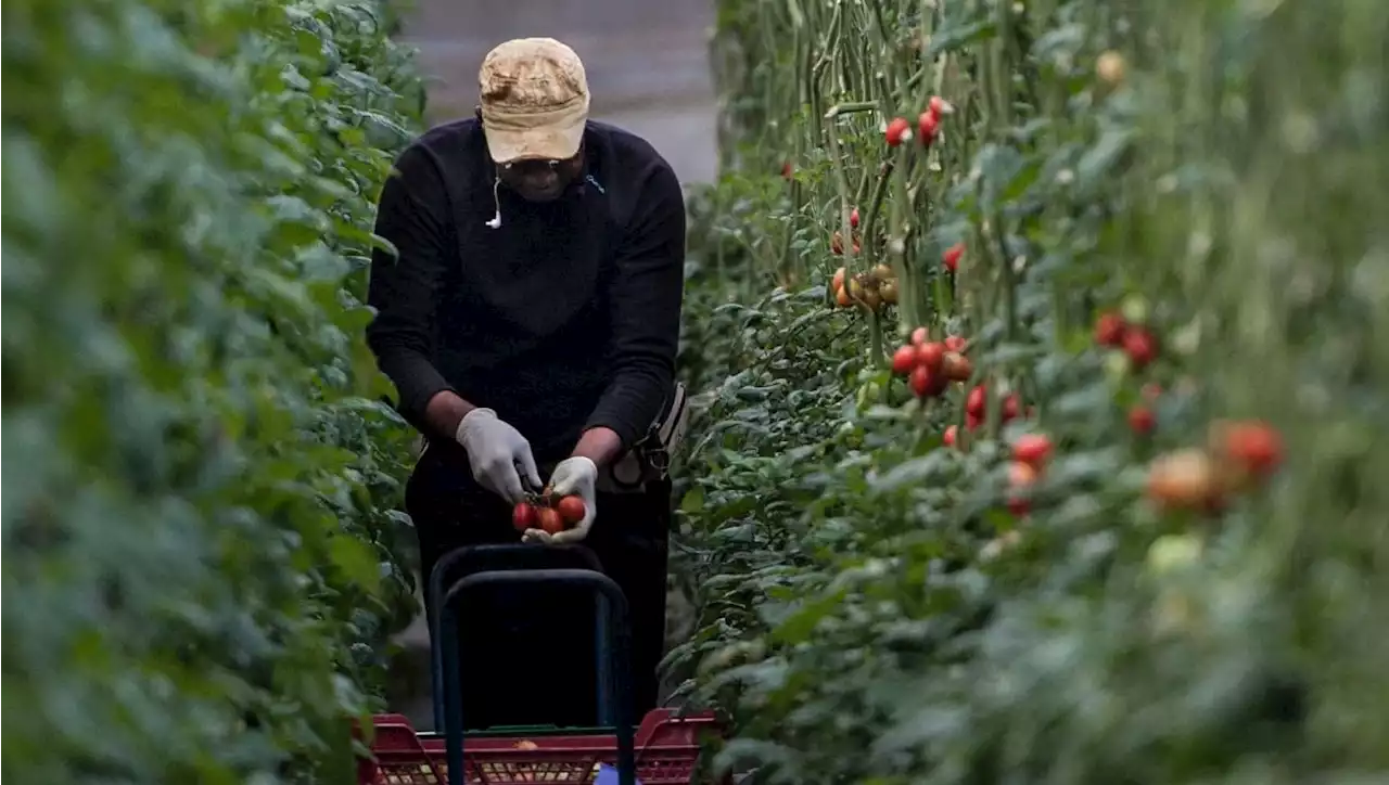 How cold snap in Spain led to vegetable shortages in UK supermarkets