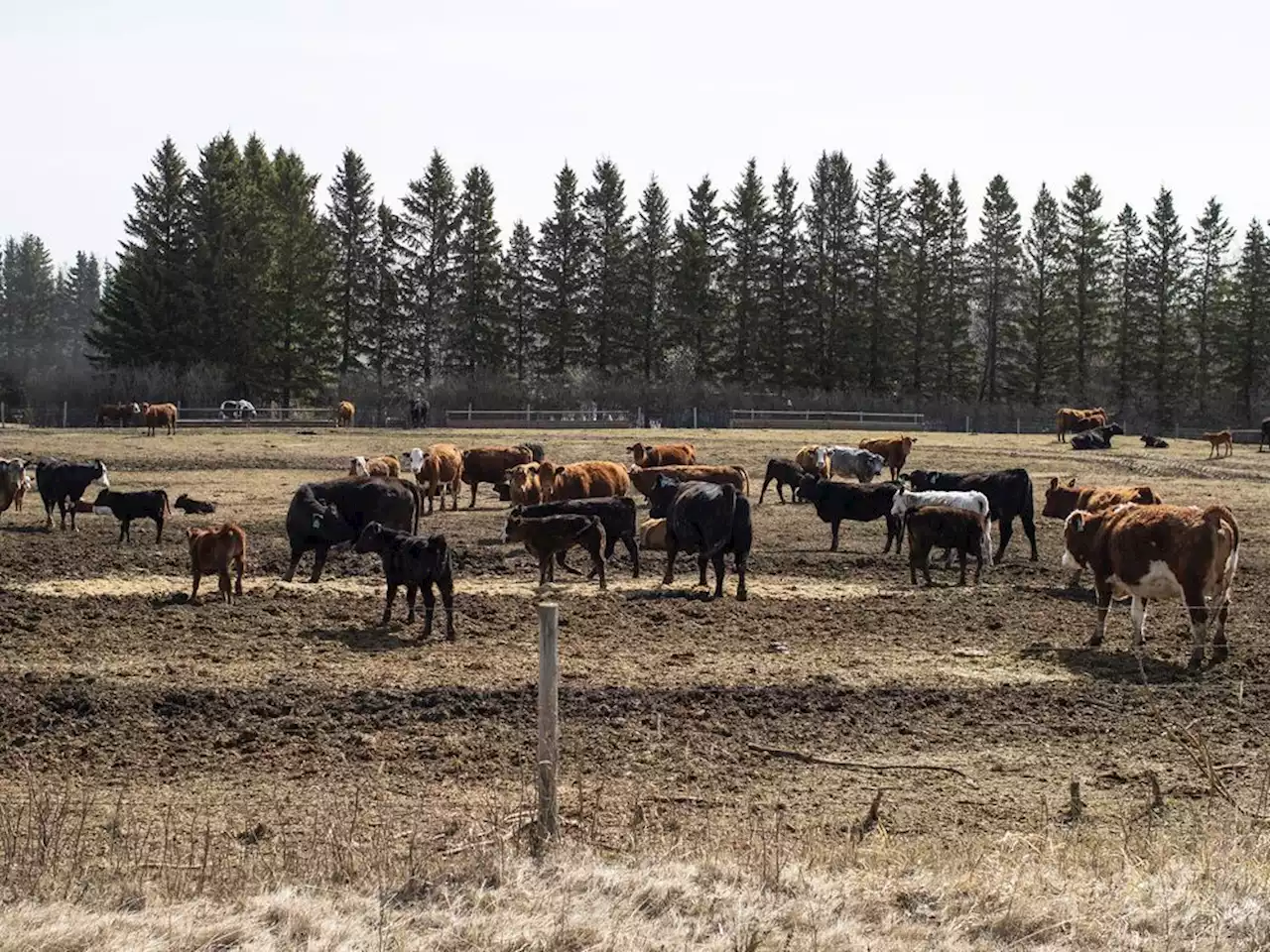 Extreme drought makes cattle farmers thin herds, could cause future supply problems