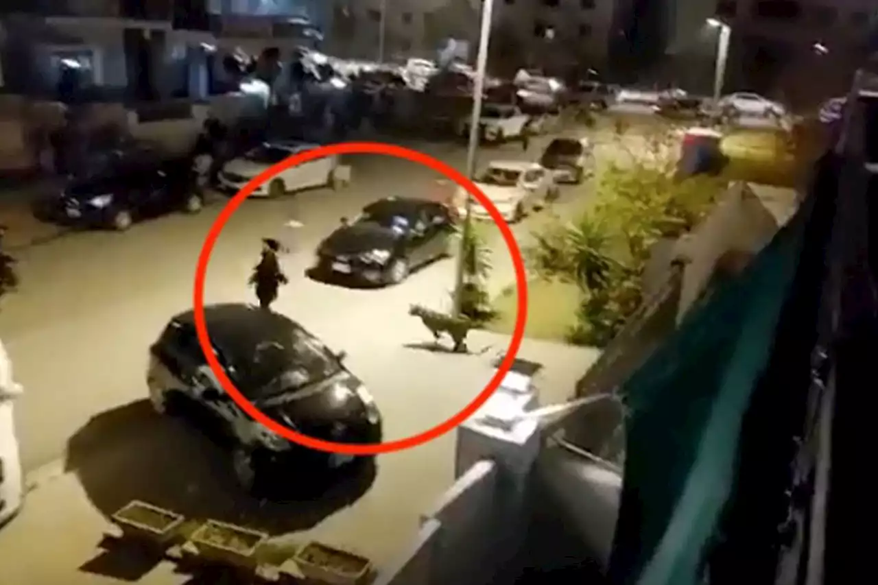 Horror moment leopard mauls 6 people in rampage across city after escaping cage