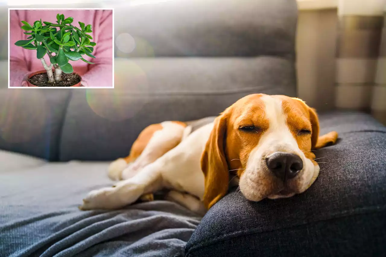 I'm a gardening expert - the three most poisonous houseplants for dogs