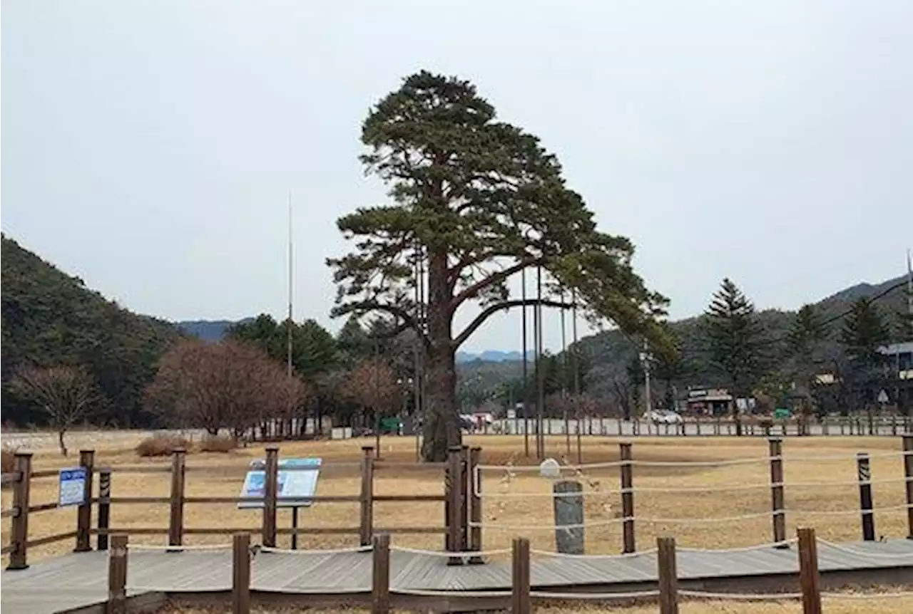 '정이품송 아들나무 팝니다' 보은군 2년만에 분양 재개 | 연합뉴스