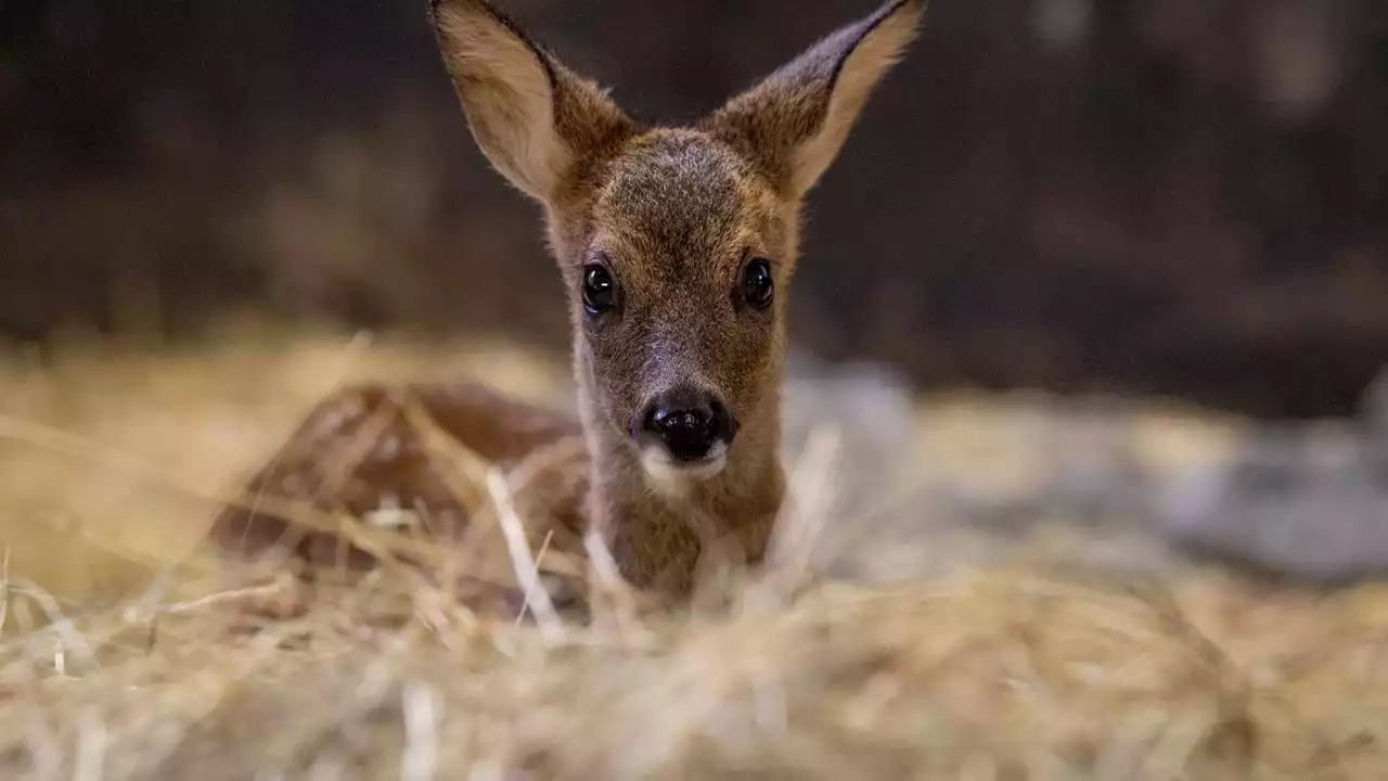 Debatte um Rehe: Wie Bambi die Sicht auf die Natur verrückt