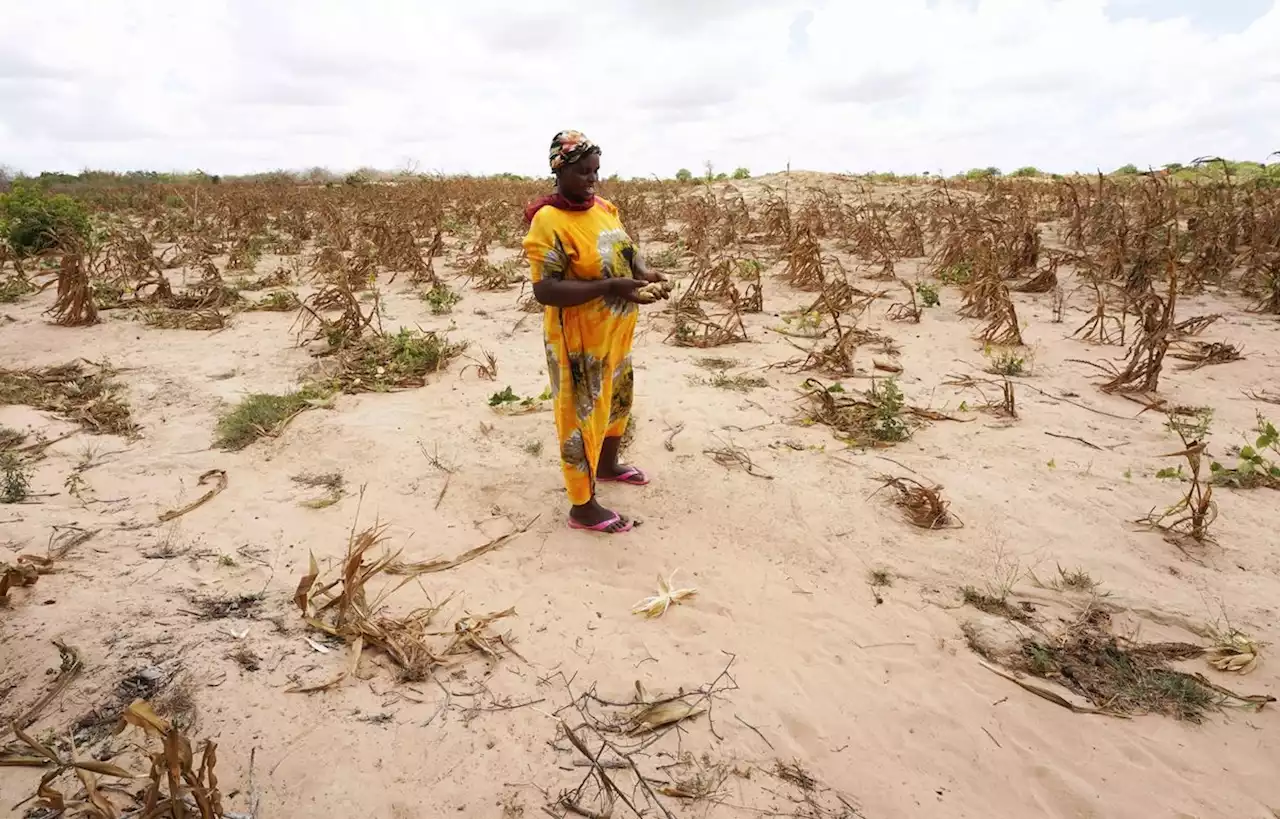 Avec la sécheresse, la Corne de l’Afrique menacée par une très grave famine