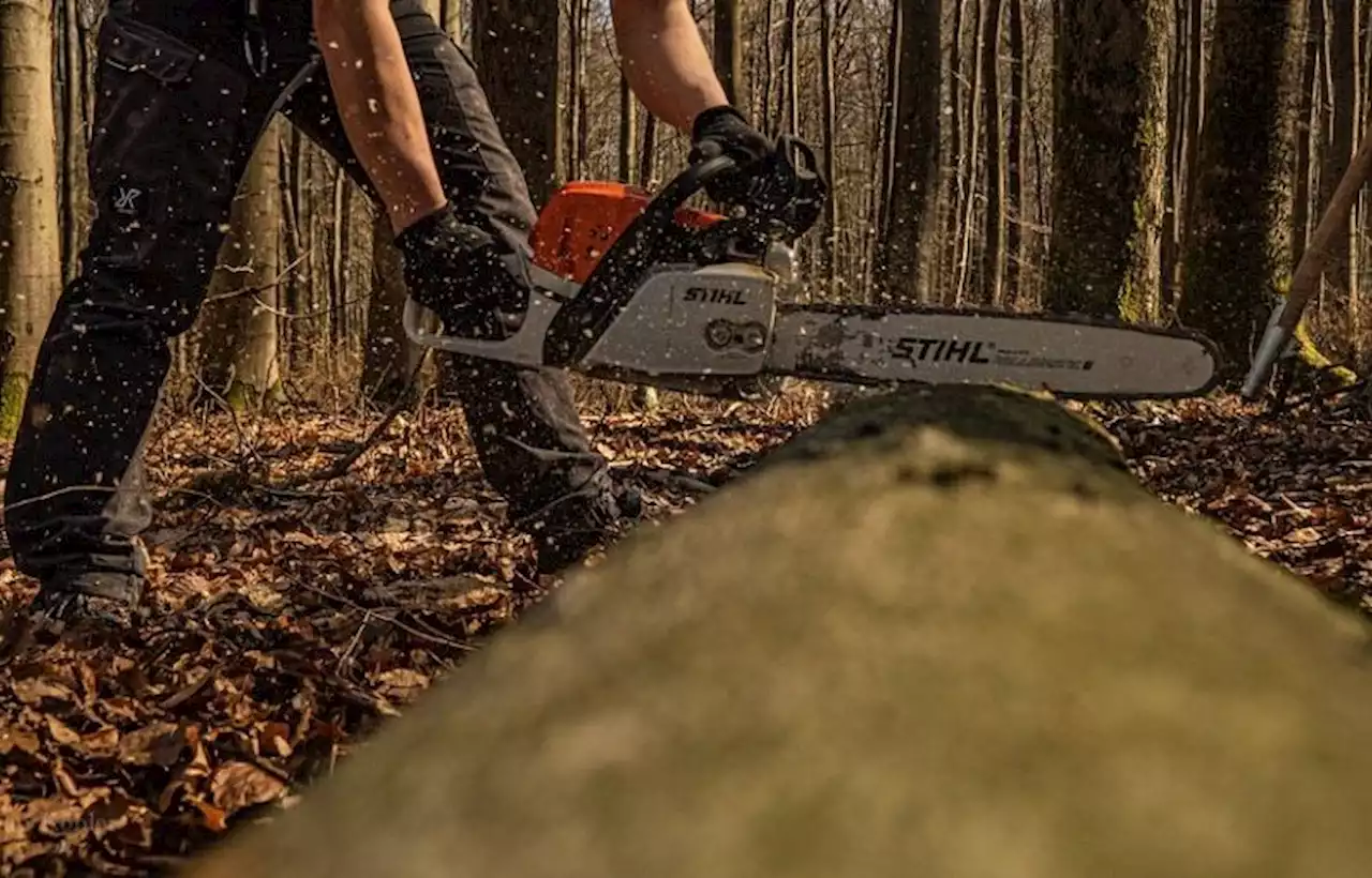 Du sursis pour le bûcheron espagnol qui a ratiboisé des forêts ariégeoises