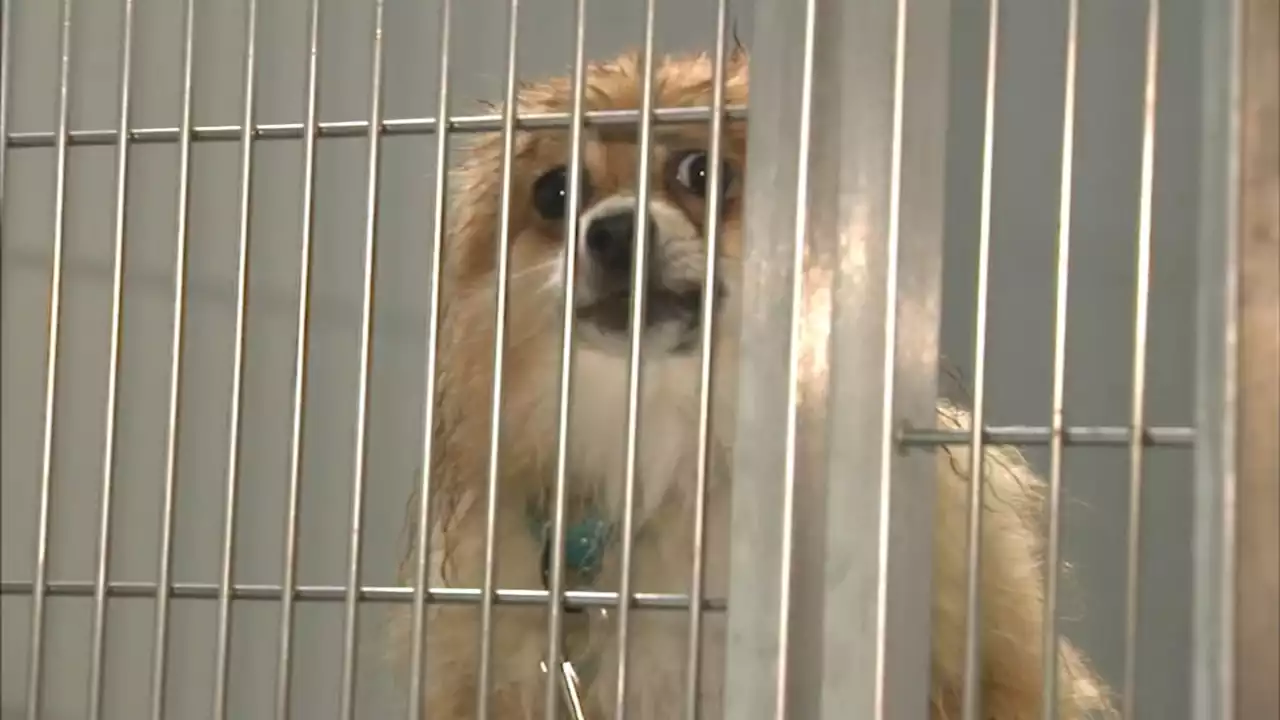 Evanston Animal Shelter in danger of closing