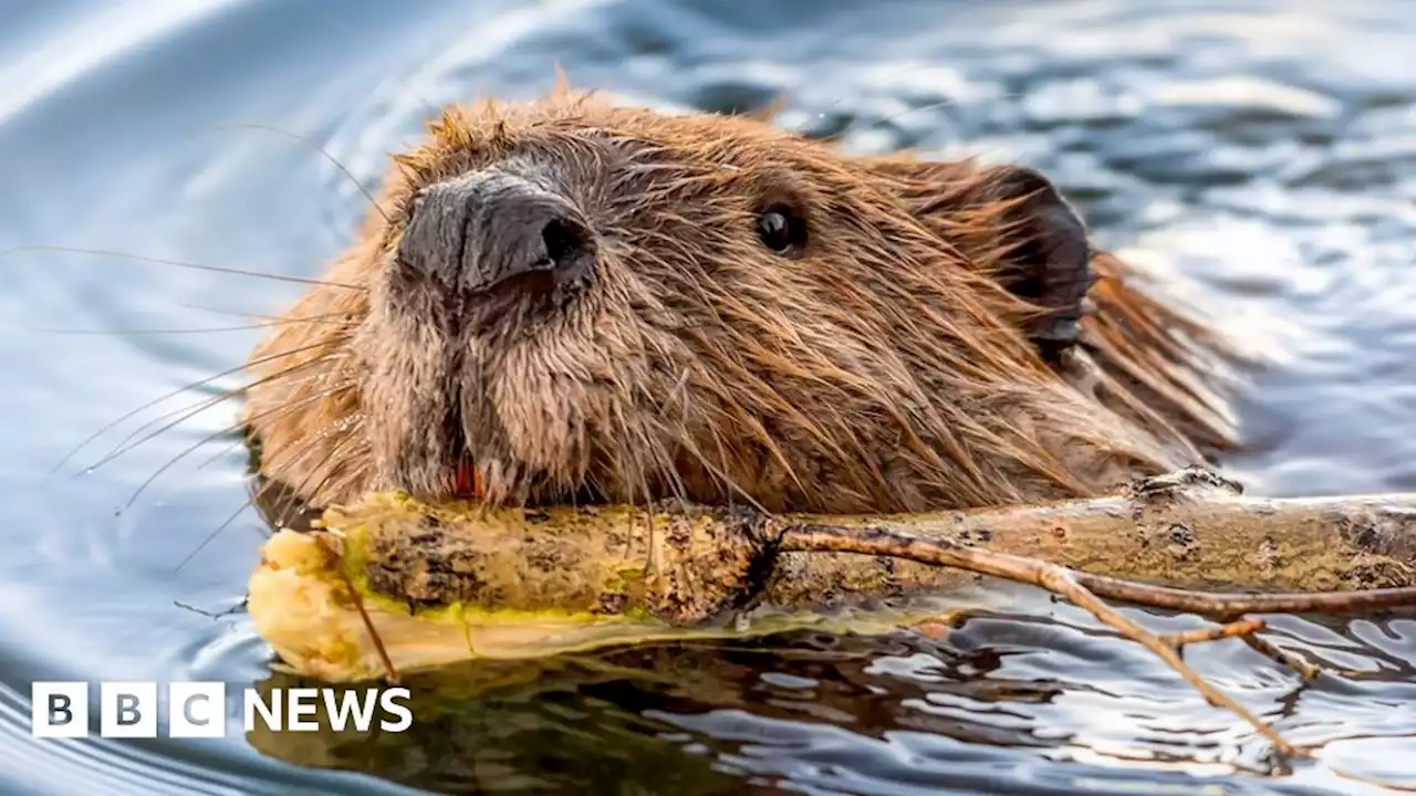 Conservation: Wales beaver release survey launched