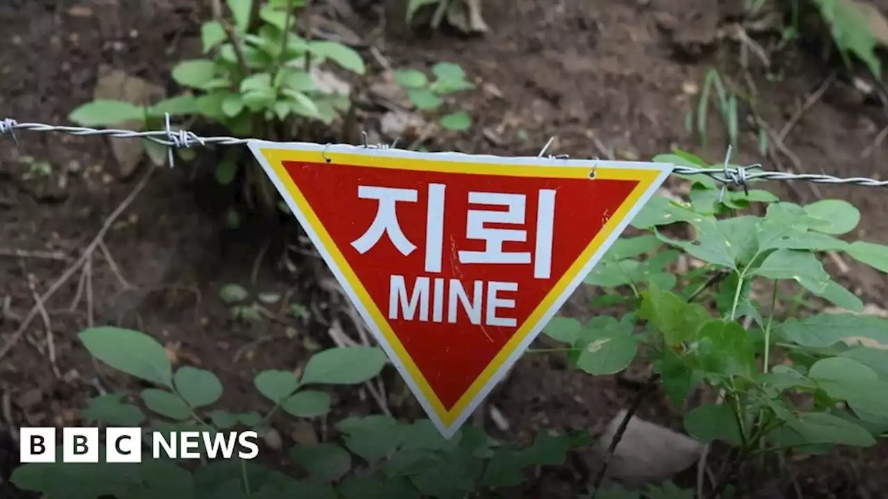 The Koreas' DMZ: Once a bloodshed scene, now a wildlife sanctuary