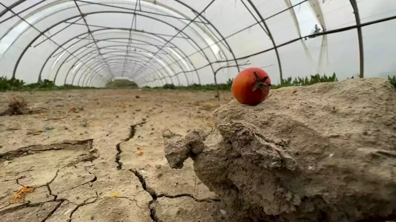 Fourques: un agriculteur accuse Carrefour de l'avoir ruiné en ne respectant pas ses engagements