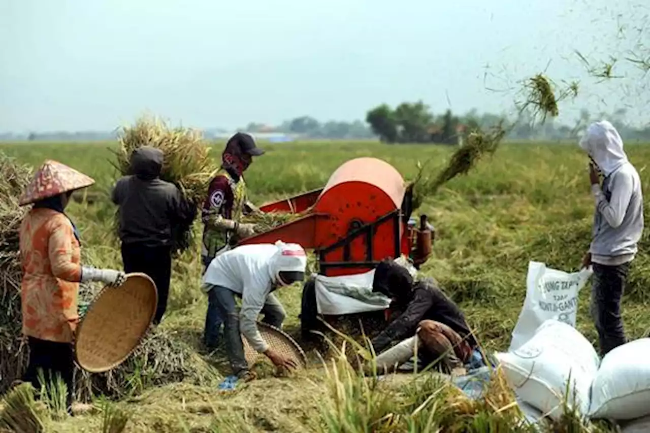 HKTI Usul Bentuk Tim untuk Kaji Harga Gabah dan Beras