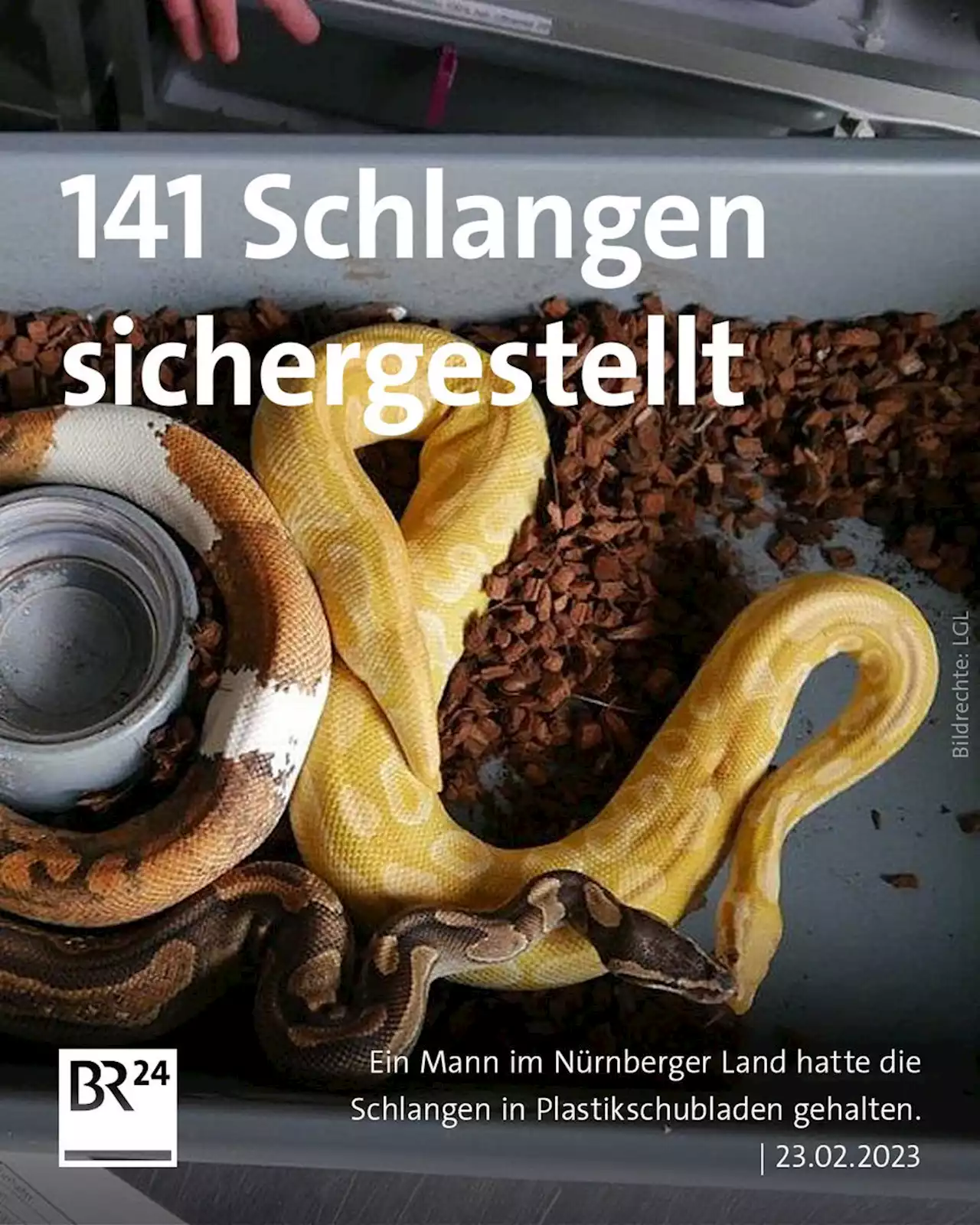 141 Schlangen in illegaler Haltung: 'Entsetzt über diesen Fund'