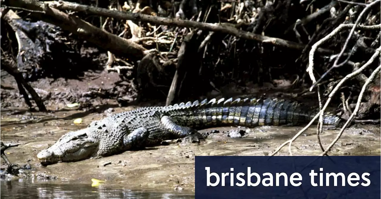 Man is bitten by crocodile in Far North Queensland