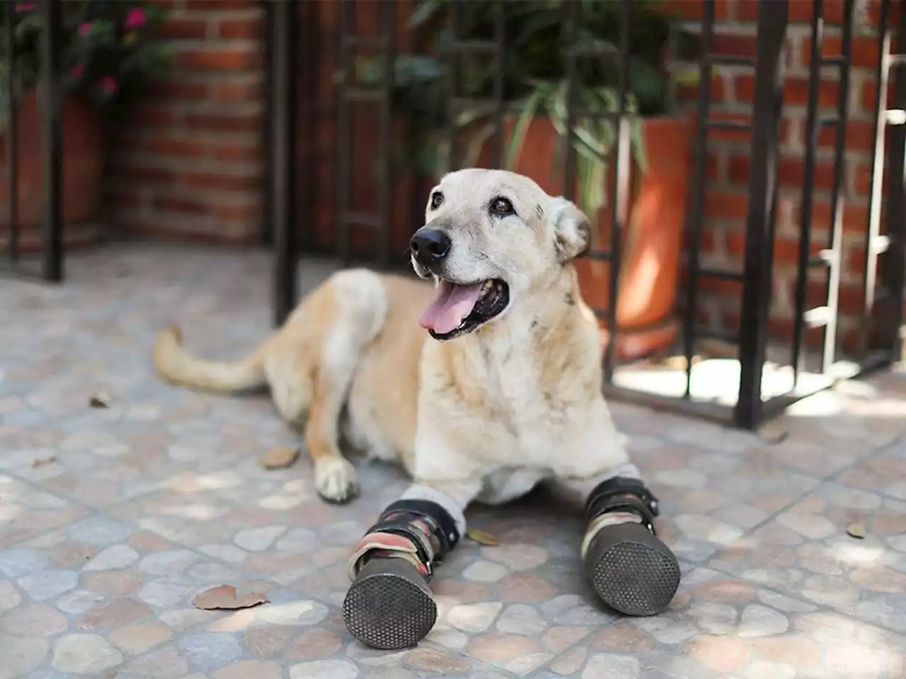 Once tortured by criminals, Mexico 'survivor' dog looks to win top pet contest