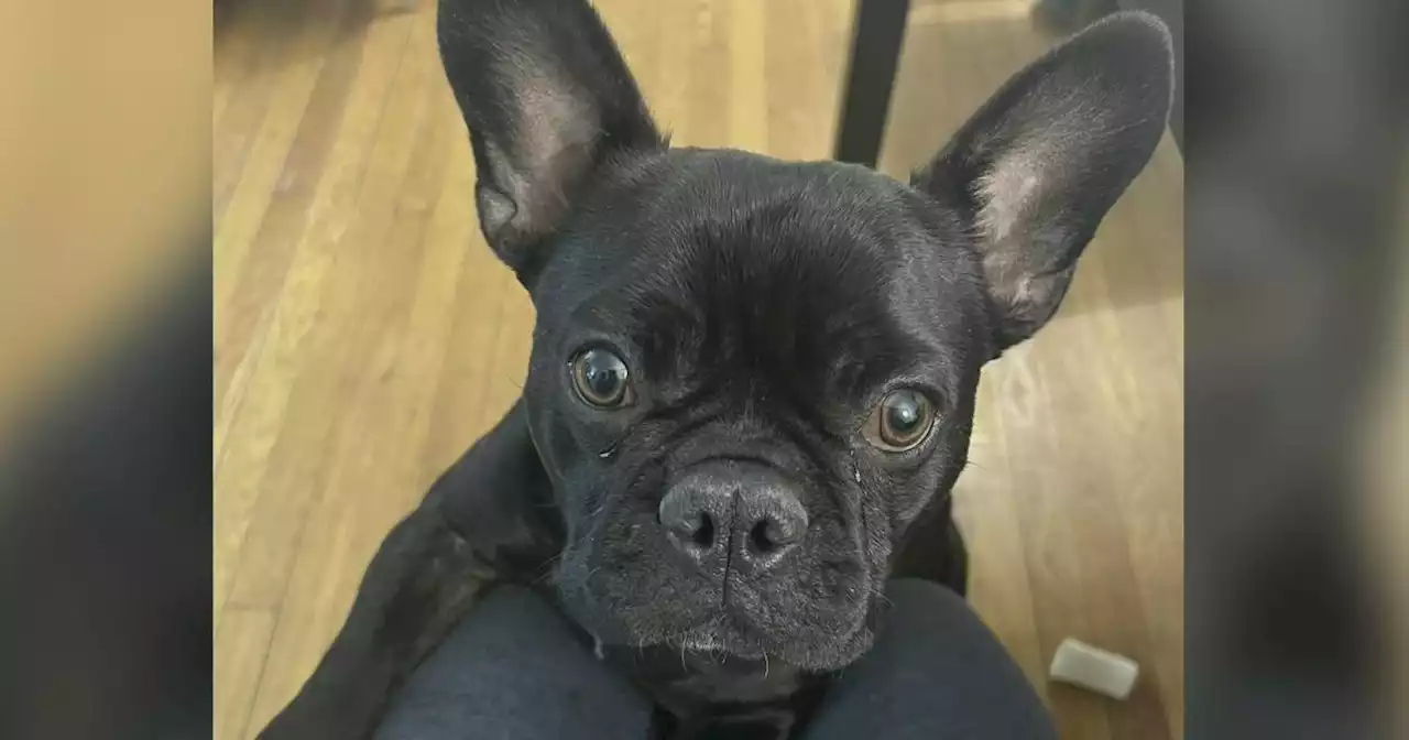 Armed suspects rob Chicago woman of her beloved French bulldog