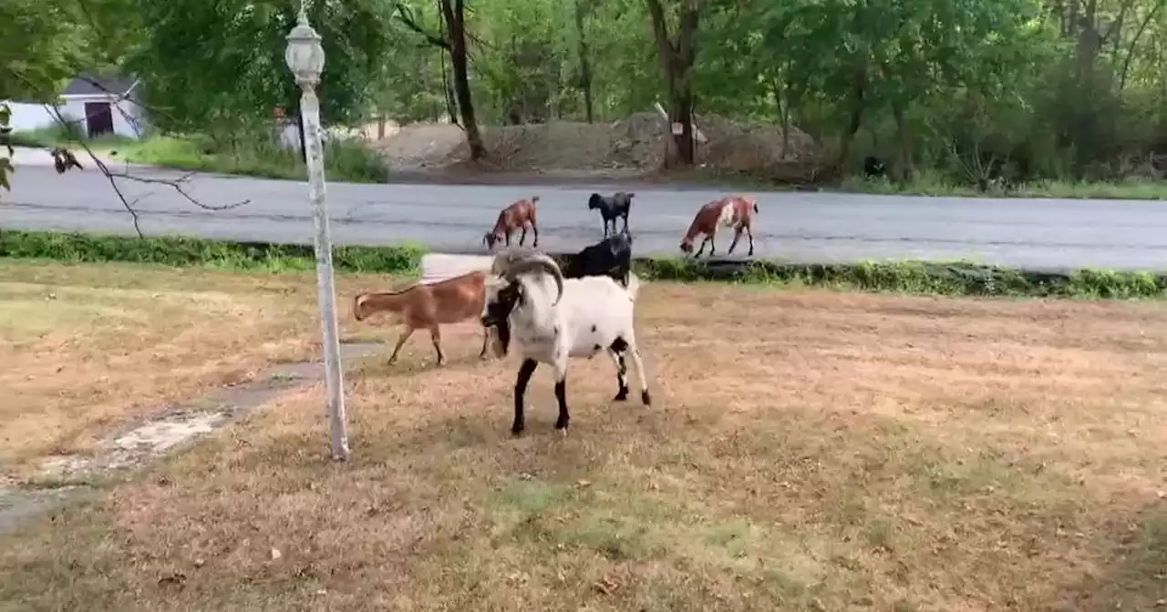 Mischievous goats causing chaos in small Orange County town