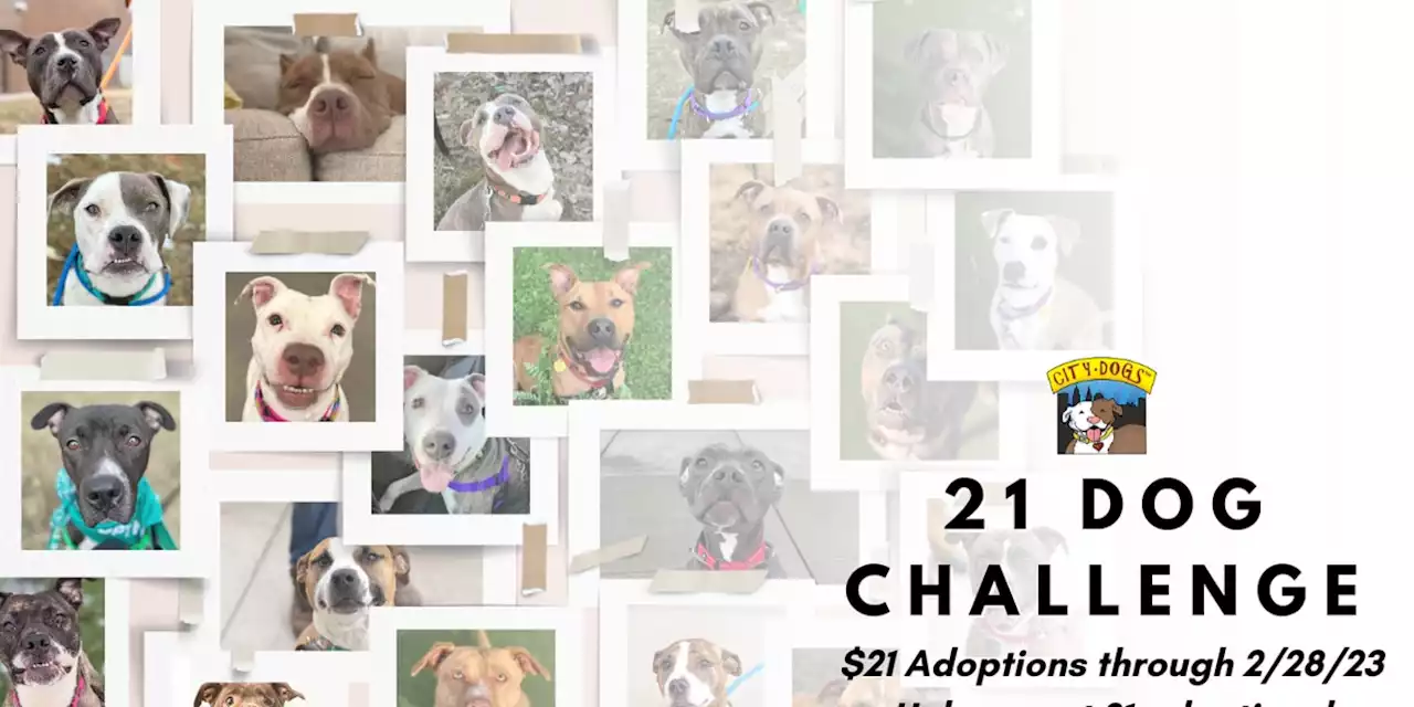 Full kennel: Cleveland City Dogs reduce fees to $21 to get 21 adoptions by end of February