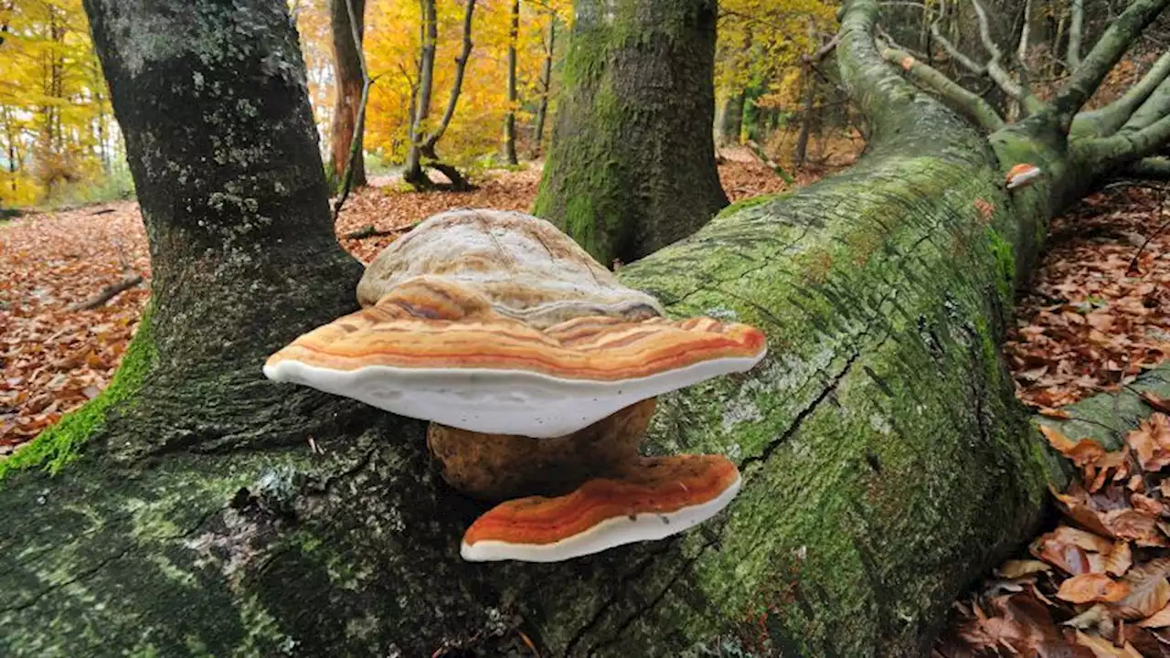 A fungus as strong as wood could hold the secret to replacing some plastics | CNN