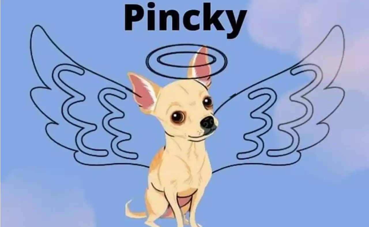 Internet despide a 'Pincky', perro chihuahua que defendió su hogar de ladrones