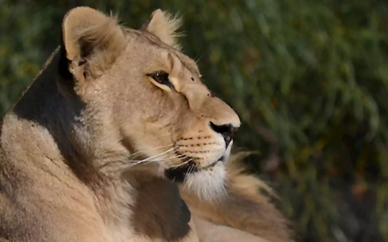 Lion on the loose in North West after escaping from transport container