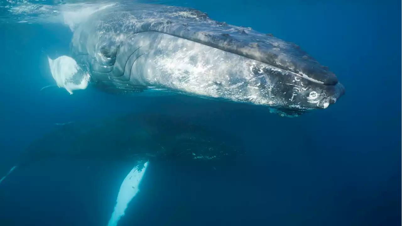 Biodiversité : les techniques de séduction ont évolué chez les baleines