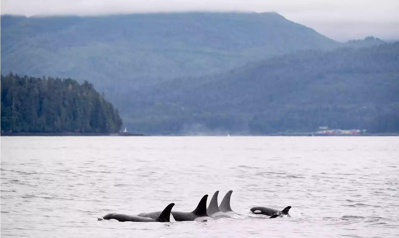 B.C. study links killer whale decline to lack of energy-rich fatty salmon