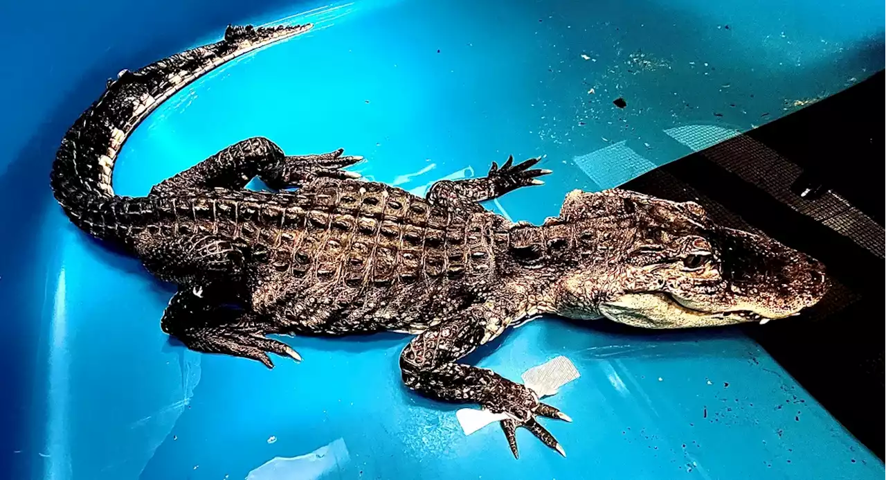 Alligator pulled from Prospect Park lake undergoing treatment