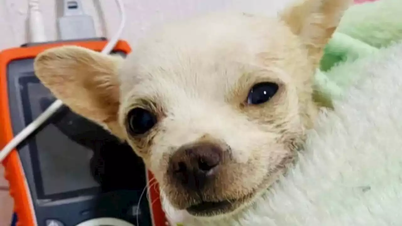 'Descansa, héroe': muere Pincky, el perrito chihuahua que fue atacado tras defender a su familia de un asalto