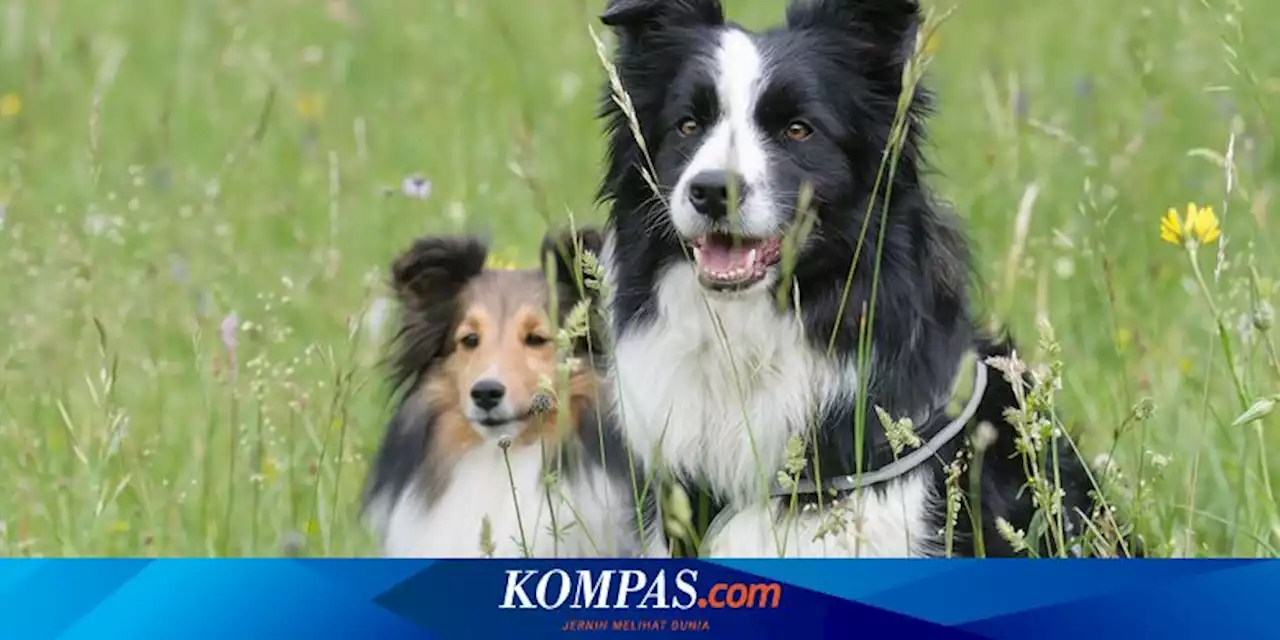 Waspada, Ini 7 Tanda Anjing Diam-diam Marah